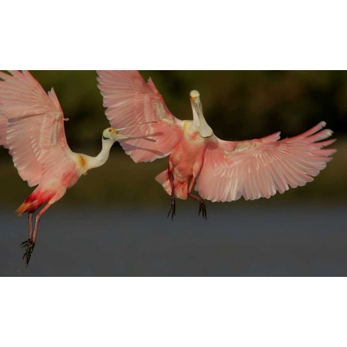 FL, Tampa Bay Two roseate spoonbills squabbling